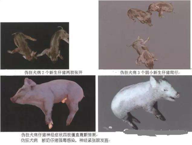 伪狂犬的防控措施