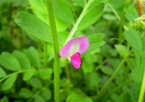 野豌豆口哨声音,野豌豆吹哨子