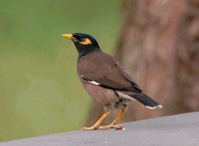 八哥鸟的优劣,八哥鸟怎么区分好坏