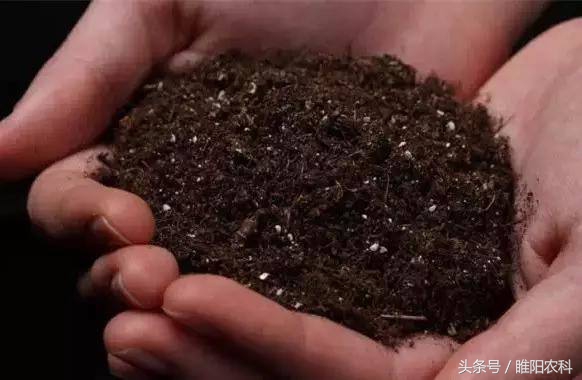 育苗间苗补苗方法,做好选苗育苗大文章