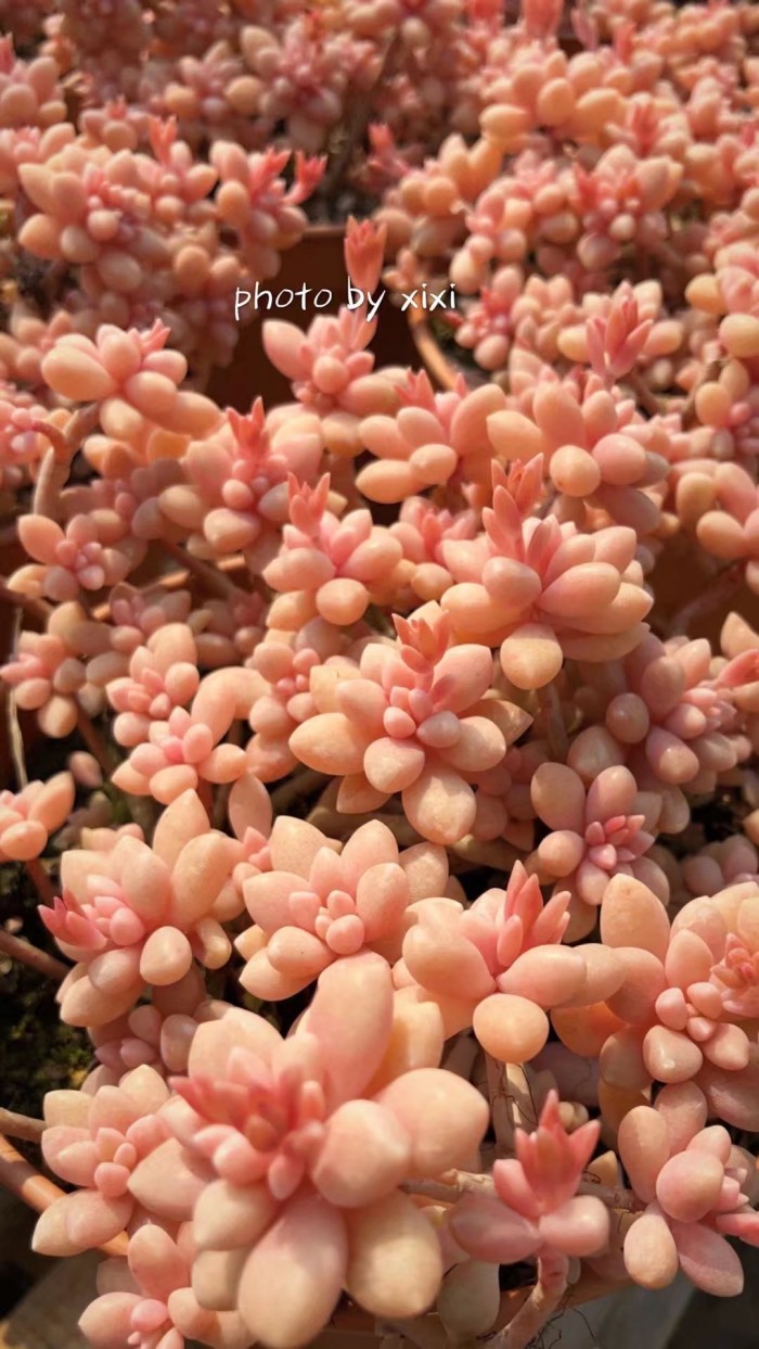 多肉种植的一些常见问题,多肉虹之玉锦的种植方法