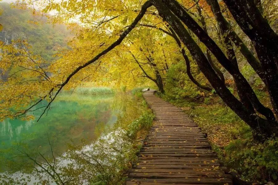 5万㎡大树草坪！金融区森林豪宅，它或是“世界杭”又一张新名片