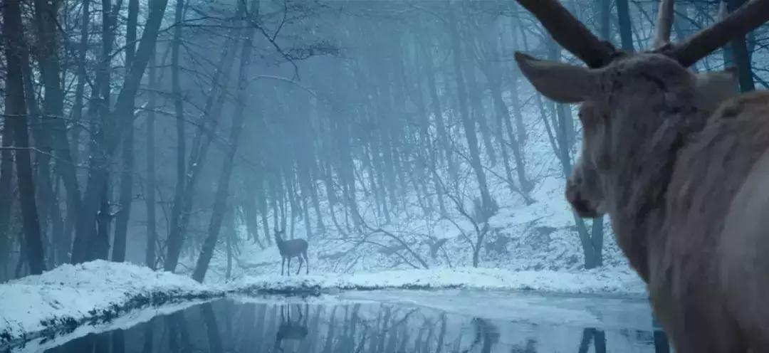 一部真正血腥的电影,这部电影残酷到让人不忍看第二遍