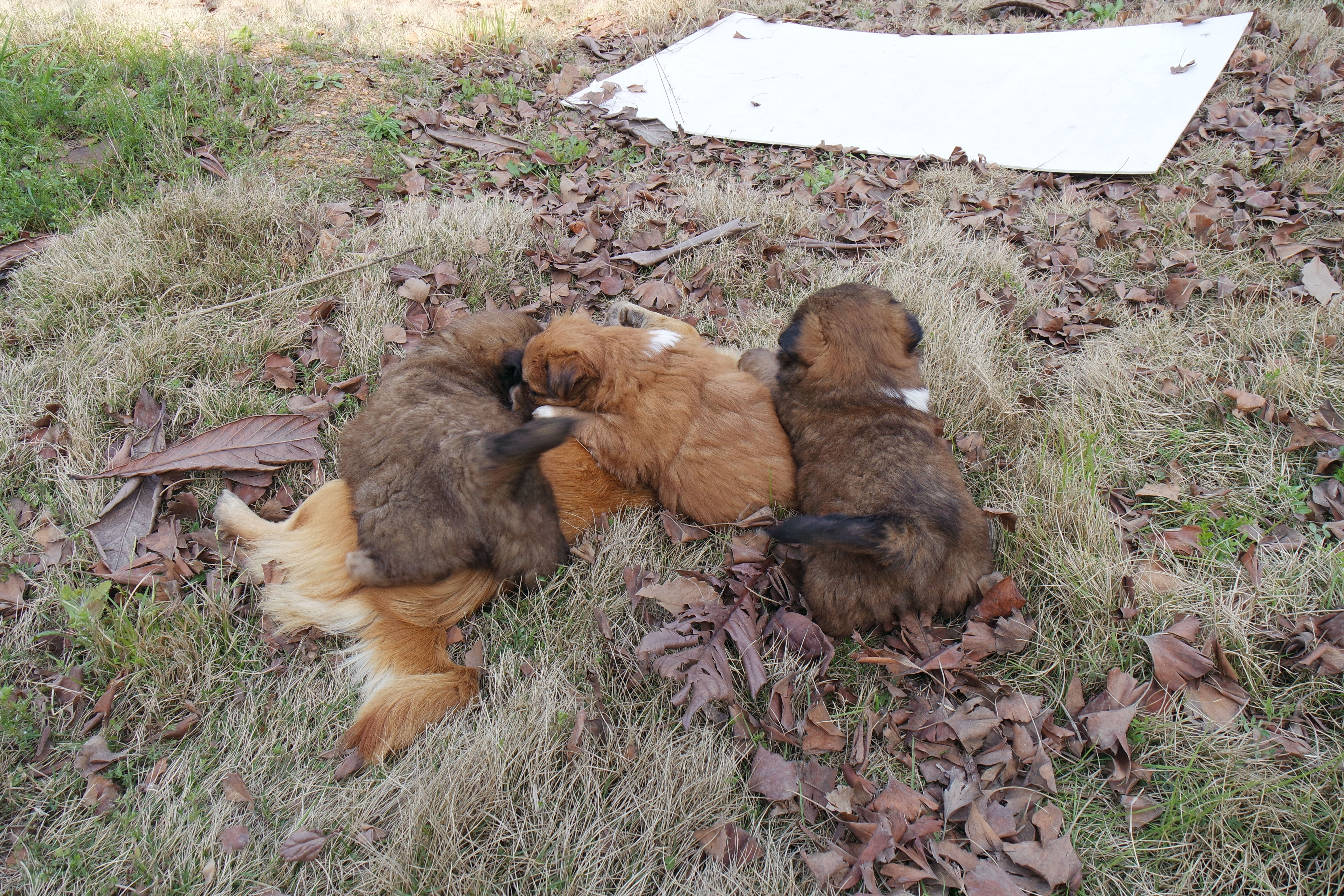 武昌理工学院的樱花,武昌理工学院回忆