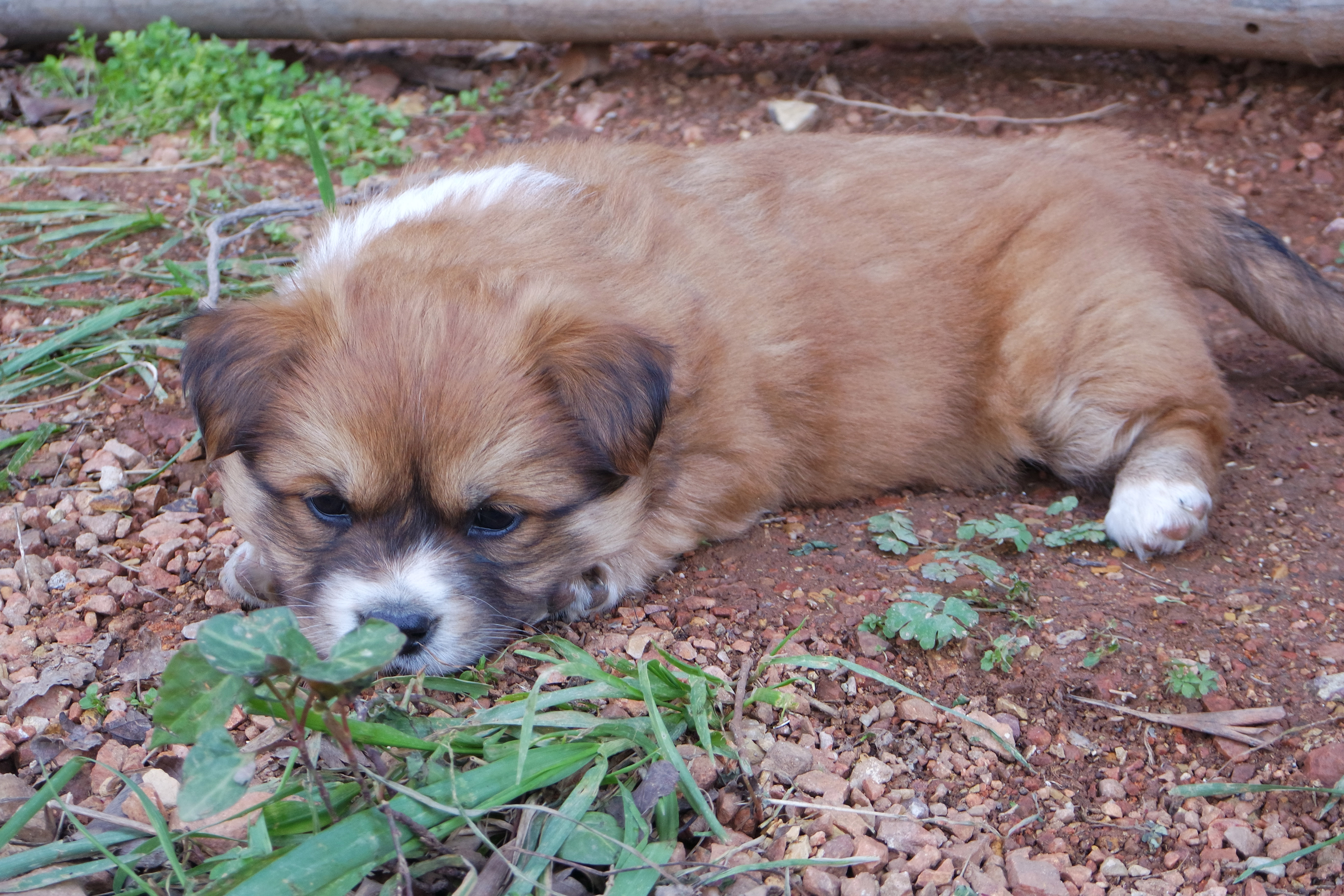 武昌理工学院樱花,武昌理工学院滚烫的青春