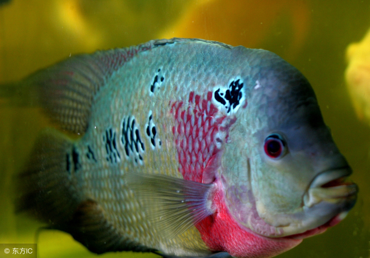 马骝罗汉鱼怎样挑选,罗汉鱼火凤凰鱼苗挑选