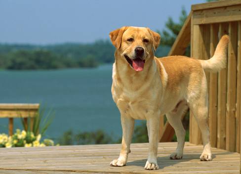 想养狗怕咬人,想养狗怕脏