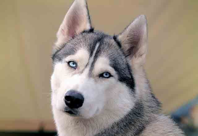 去除哈士奇体臭的四个小技巧,如何保持哈士奇无体臭体质