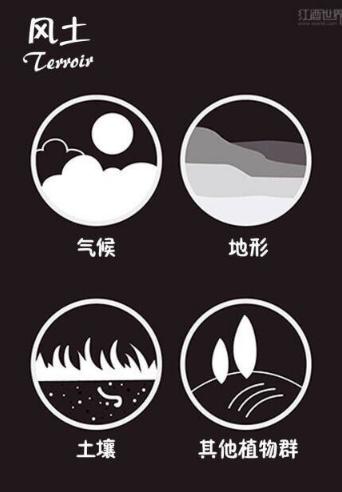 葡萄酒的常识知识大全,有关葡萄酒的知识大全