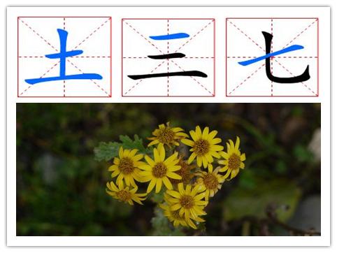 吃三七片的副作用,景天三七的副作用