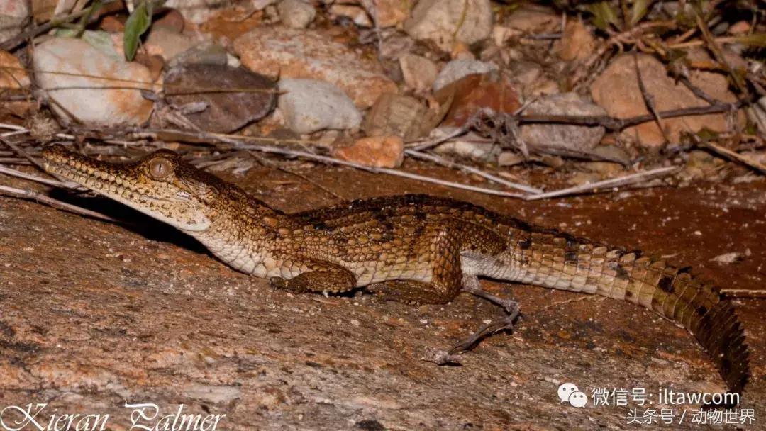 扬子鳄被称为古老的爬行动物,新生代爬行动物巨鳄