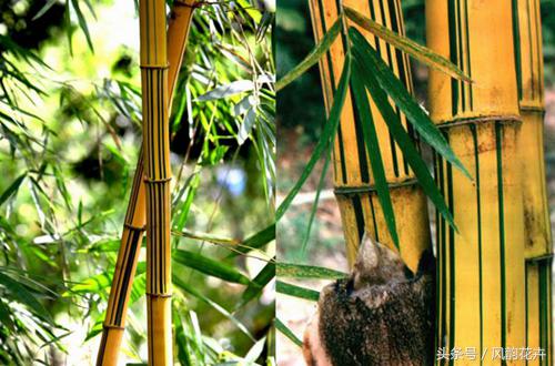 黄金竹盆栽室内养殖技巧,黄金竹子怎么养视频