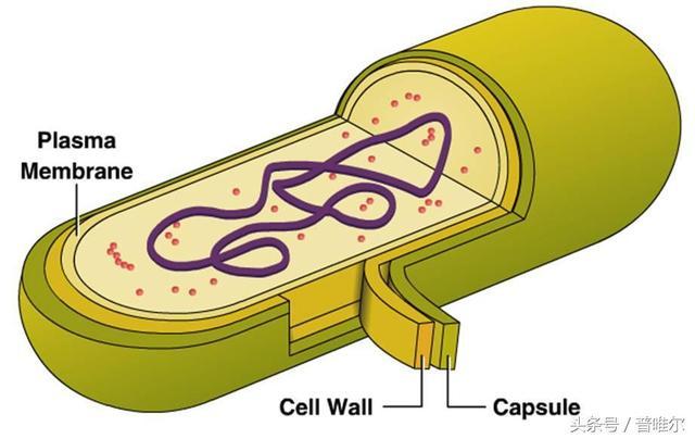 灭活益生菌产品特点优势,全球益生菌产业