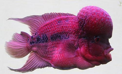 泰金罗汉鱼饲养教程,马骝罗汉鱼饲养方法