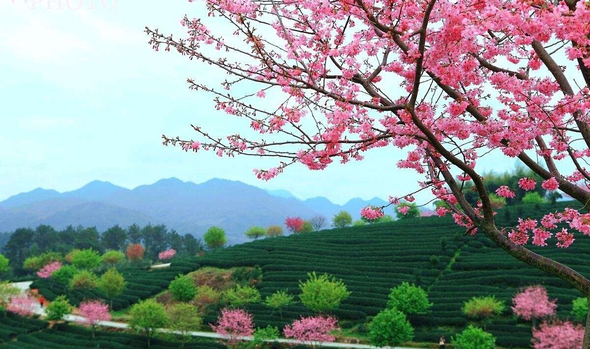 我在时光斑驳处听到花开的声音,聆听花开原唱