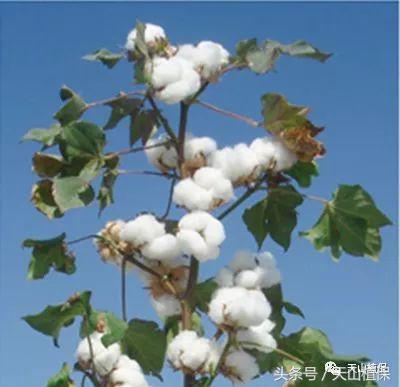 棉花种子备案手机版流程,如何办理种子生产经营备案表