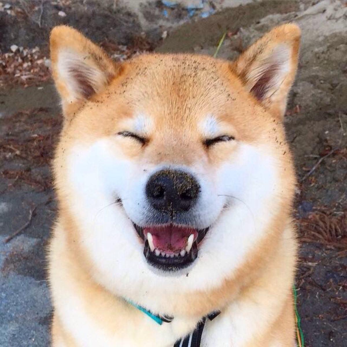 全世界公认的这几种狗狗最好看,十大最受欢迎的大型狗狗排名