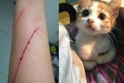 被猫抓狂犬病前兆有什么特征,被猫抓狂犬病早期的10个征兆