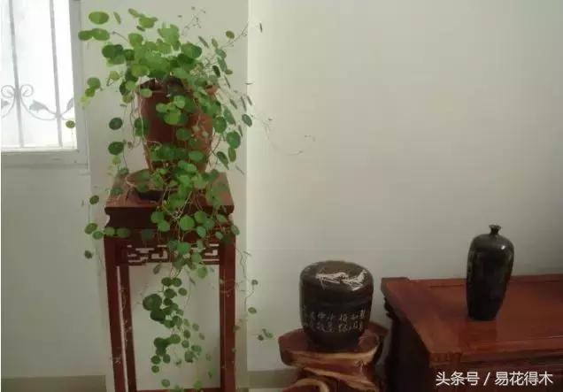 绿植山乌龟的养护方法有哪些,山乌龟的饲养方法与技巧