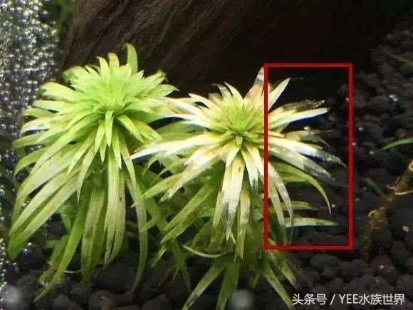 水草腐烂和溶叶,水草烂根发臭