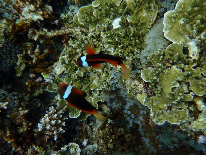 太平洋有名的海岛,太平洋岛国帕劳地理位置