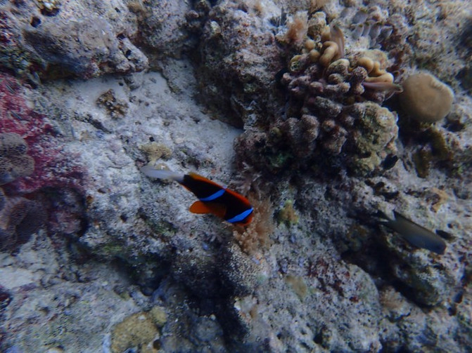 太平洋有名的海岛,太平洋岛国帕劳地理位置