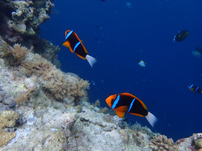 太平洋有名的海岛,太平洋岛国帕劳地理位置