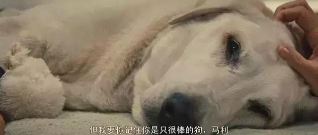 确认过的眼神是我想宠的人,确认过眼神是我想撩的灵魂