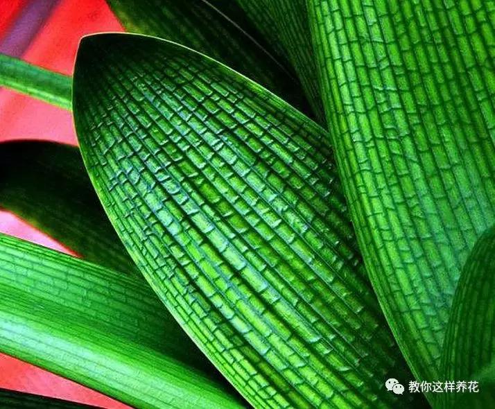 洋葱水可以浇君子兰吊兰绿萝吗,绿萝君子兰怎么养才能长得快