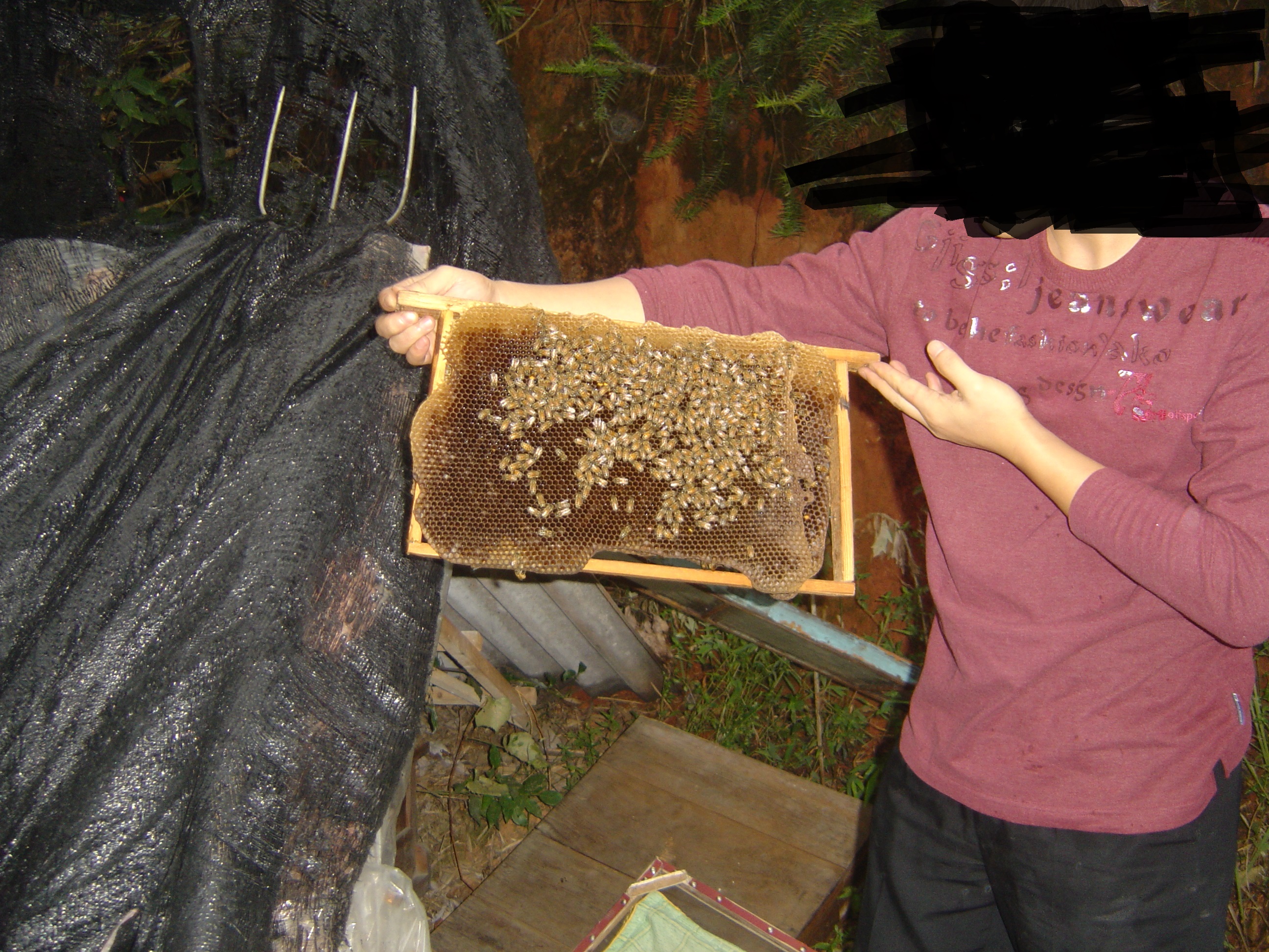 假蜂蜜真蜂蜜,原生蜂巢蜜是真的蜂蜜吗