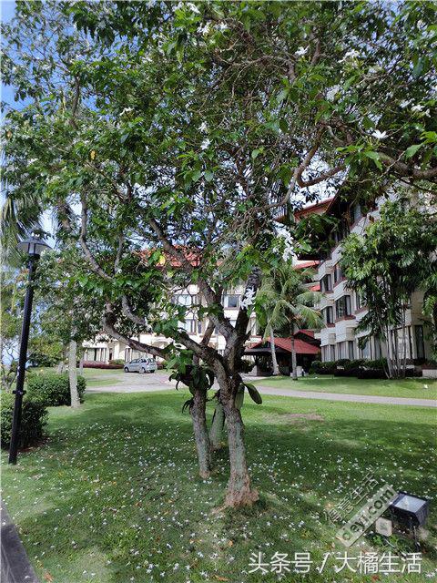 悠哉的沙巴行空气清新重要的是接机仅需1元