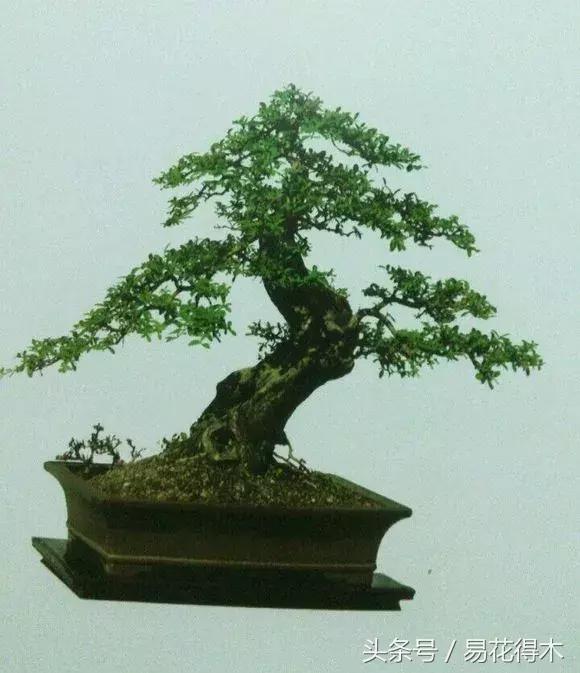 绿化带小叶女贞怎么做盆景,小叶黄杨树盆景的制作和养护管理