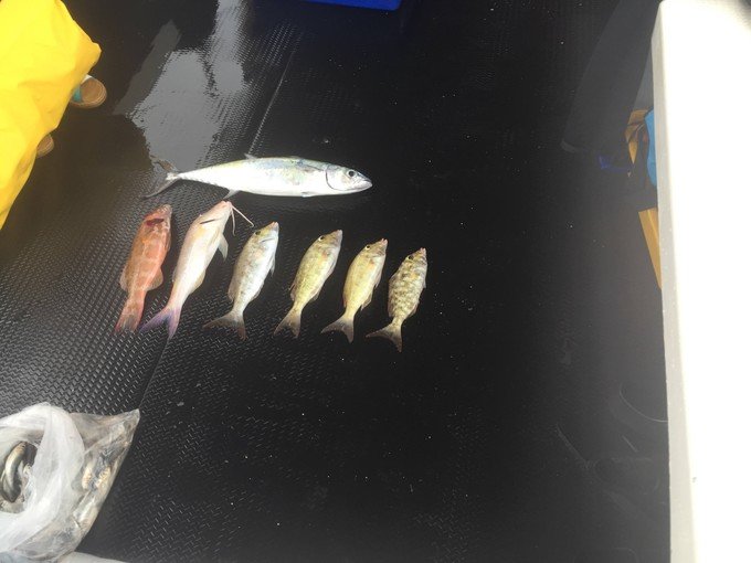 带着我的宝贝豆豆|一起去西太平洋上的海岛国家！