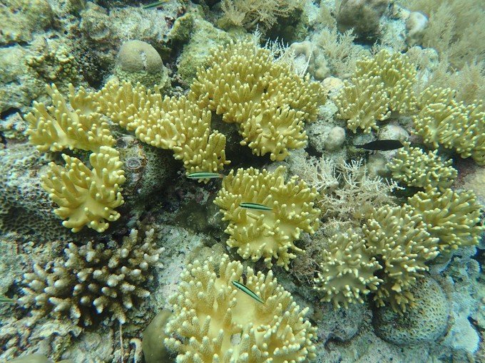 带着我的宝贝豆豆|一起去西太平洋上的海岛国家！