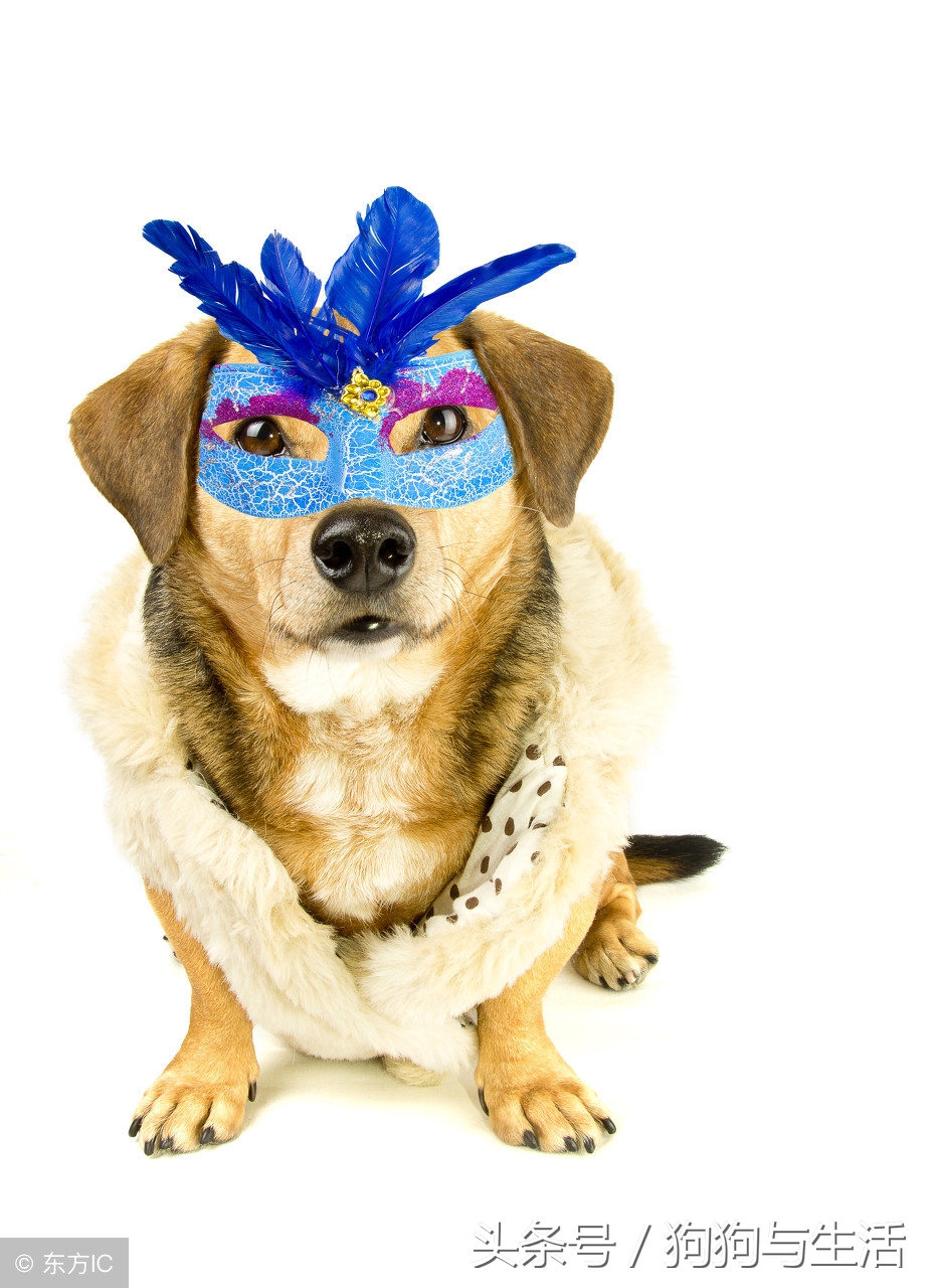 狗粮推荐排行榜前十名不掉毛,目前公认最好的狗粮排名