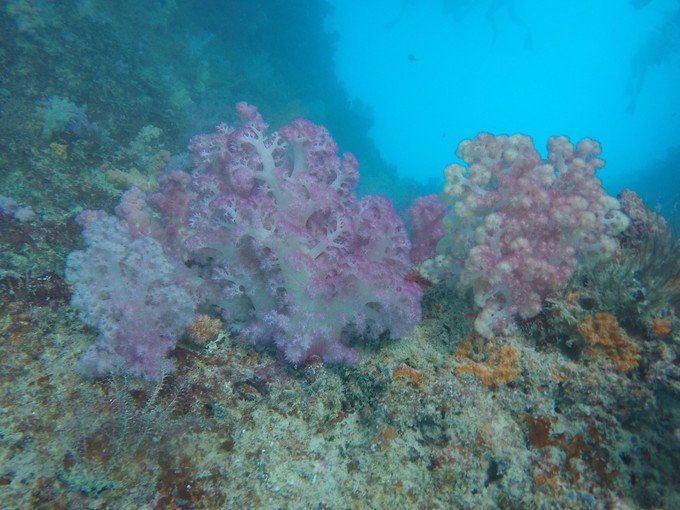 很少人知道的海岛国家！帕劳