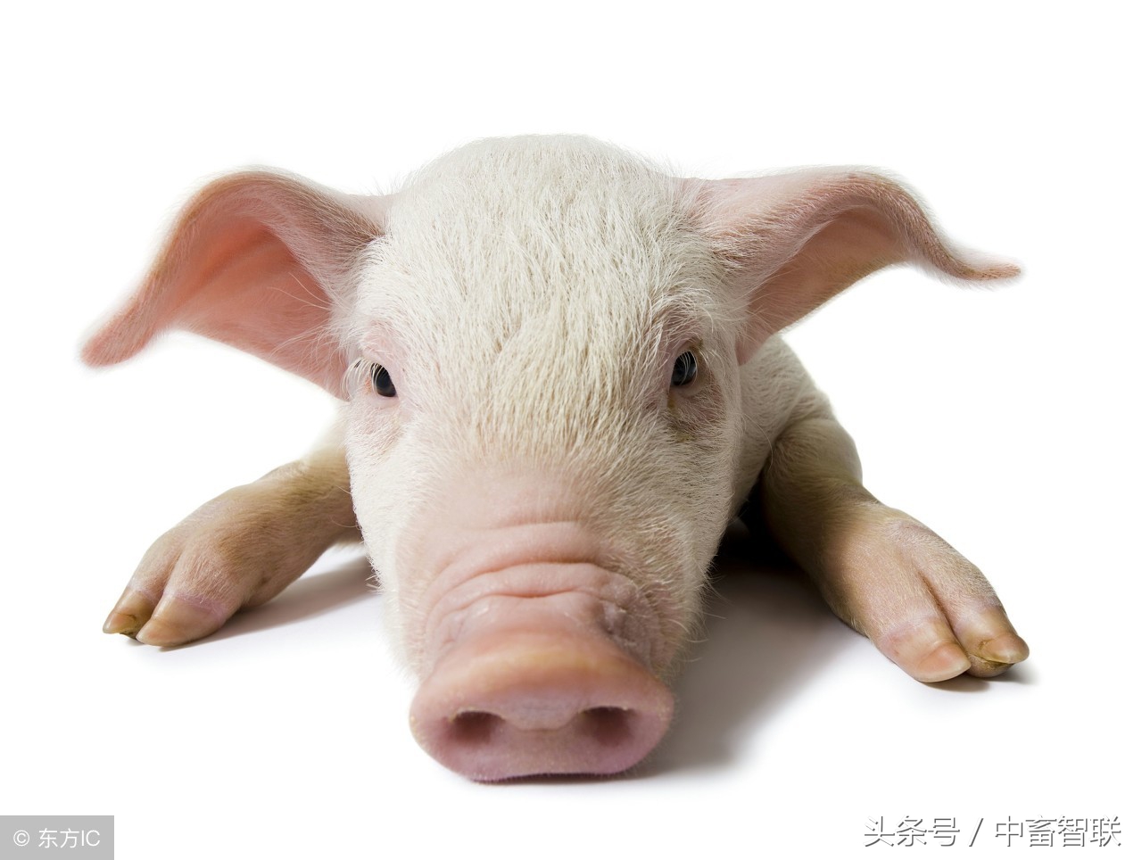 如何通过望、闻、问、切给猪诊病？