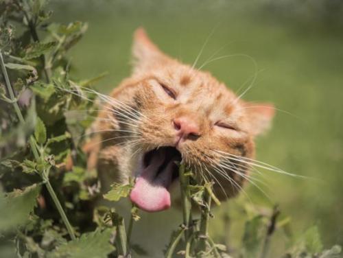 各位铲屎官们，关于猫咪的十大冷知识，你们都知道吗？