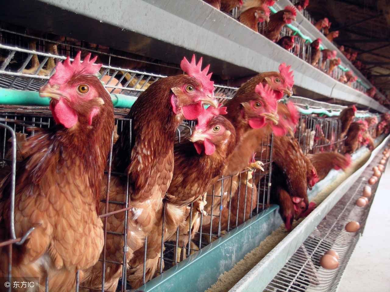 保证养鸡场饮水健康卫生的四大措施