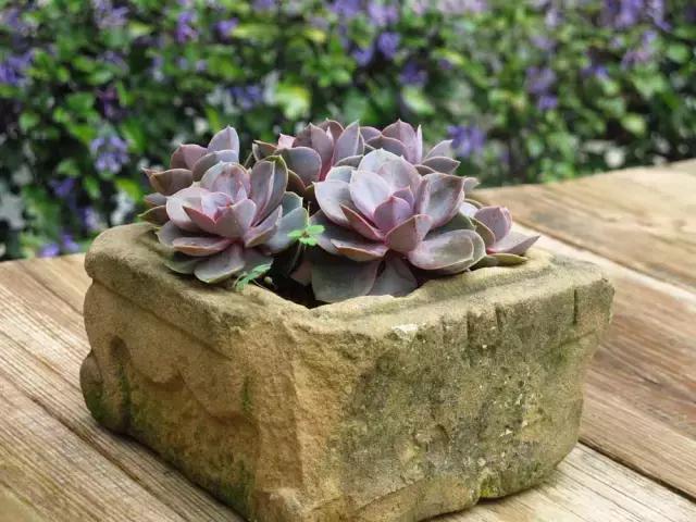 春来花自青秋至叶飘零原文解释,春来花自青秋至叶飘零出自哪里