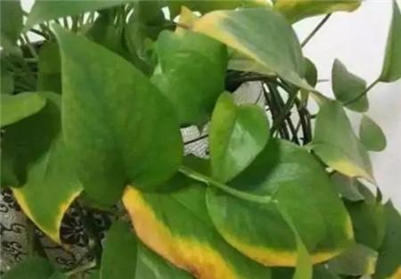 绿萝的叶子发黄用什么方法补救,绿萝叶子发黄快速补救方法水养