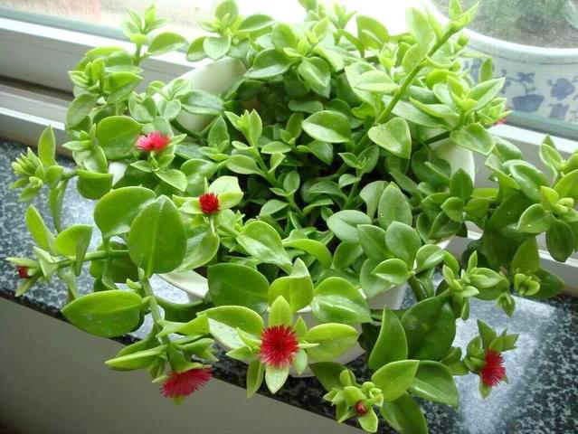 植物生病了也需要“吃”片药，根系健壮叶色光亮厚实！