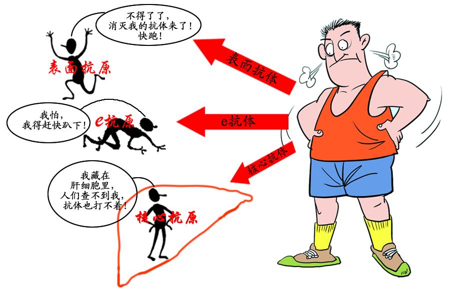 乙肝五项只有乙肝核心抗体是阳性,乙肝五项三个抗体阳性说明什么