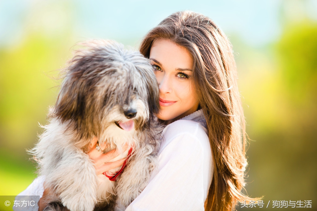 国产十大放心狗粮品牌,国产狗粮推荐性价比高