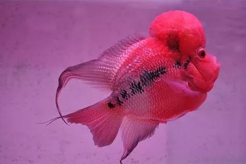 金花罗汉鱼饲养技巧,火凤罗汉鱼饲养方法