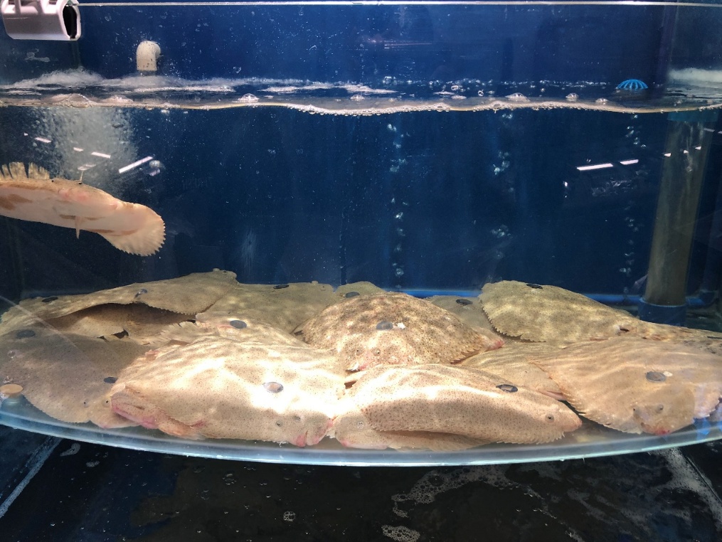 无沙大黄蚬子肉,无沙无壳新鲜蚬子肉