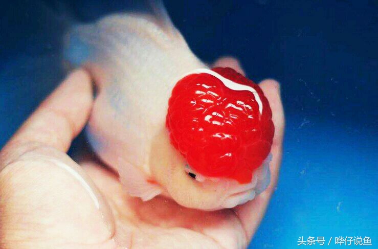 金鱼为啥养一年多死了,金鱼为什么活的时间很少