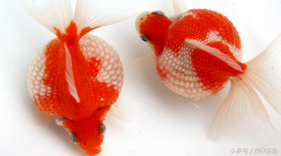 金鱼为啥养一年多死了,金鱼为什么活的时间很少