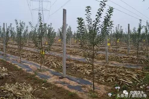 每亩增收,永寿人均收入