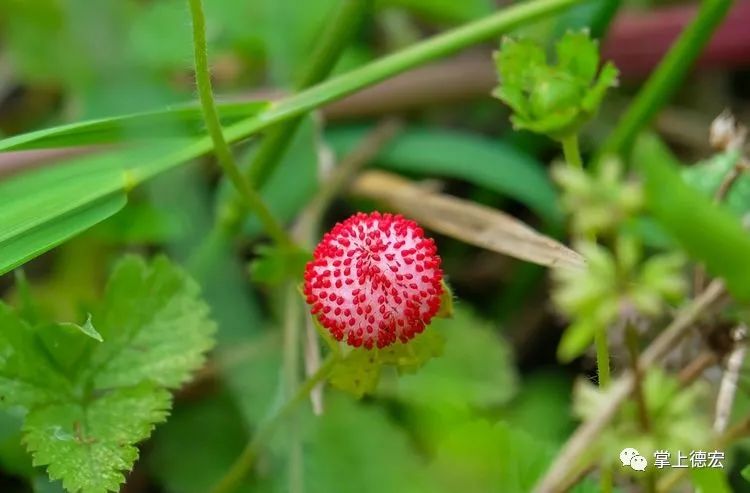 黄泡果熟了,云南特色黄泡